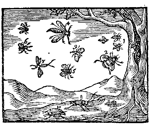 Table XXIV (Tiny fluttering animals) from Joh. Amos Comenii Orbis Sensualium Pictus Trilinguis, Nuremberg, 1669