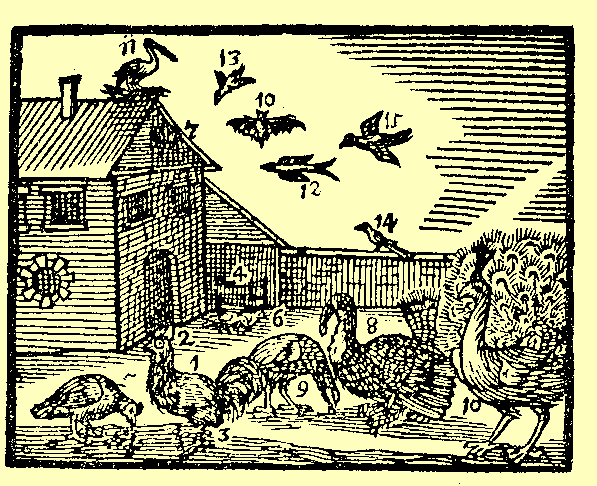 Table XIX (Domestic fowls) from Joh. Amos Comenii Orbis Sensualium Pictus Trilinguis, Nuremberg, 1669